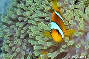 Amphiprion-bicinctus Heteractis magnifica poisson clown-St Johns Dangerous reef-26m-20121022-Denis-ADER-DSC_2391_tn